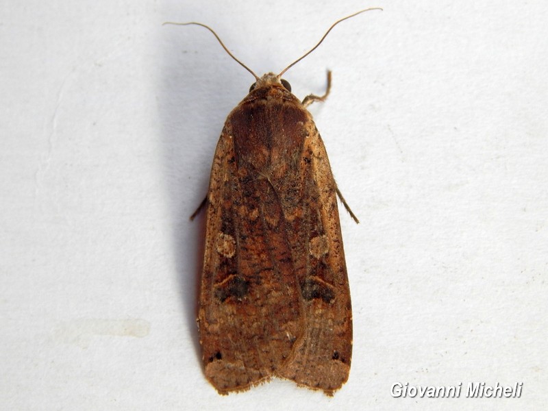 Noctua pronuba? S